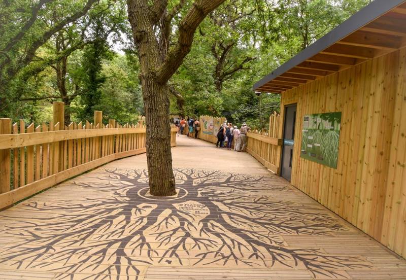 Bristol Zoo's Bear Wood Boardwalk | Commercial Non-Slip Decking Case study