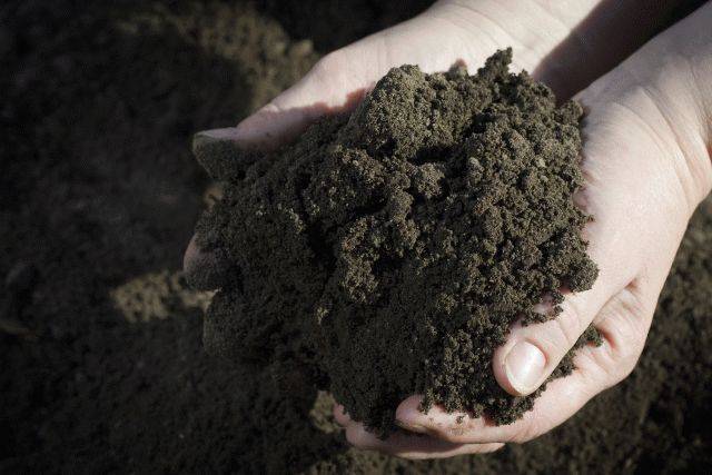 GT Green Tree Top Soil - Compost Blend