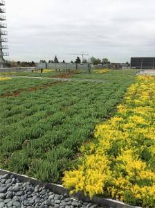 M-Tray® Instant Green Roof - Safeway Towers, Vancouver, Canada