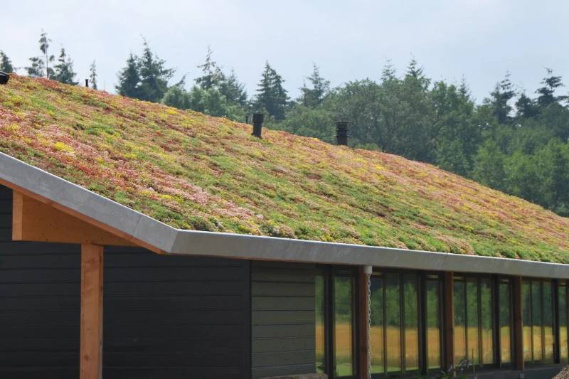 Green Roof System -  Wildflower/Sedum