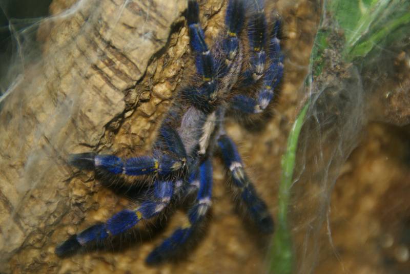 Humidity Keeps the Spiders Happy at ZSL London Zoo