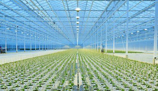 FIREFLY® Products Protecting Britain’s Premier Glasshouse Business