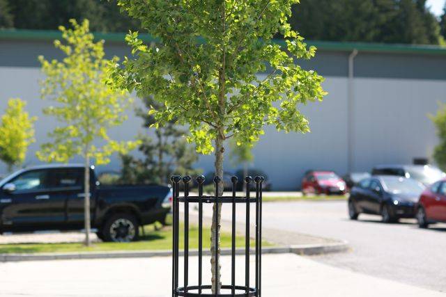 Vertical steel tree guards
