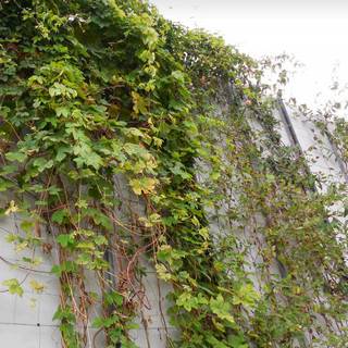 Green facade covers like an envelope