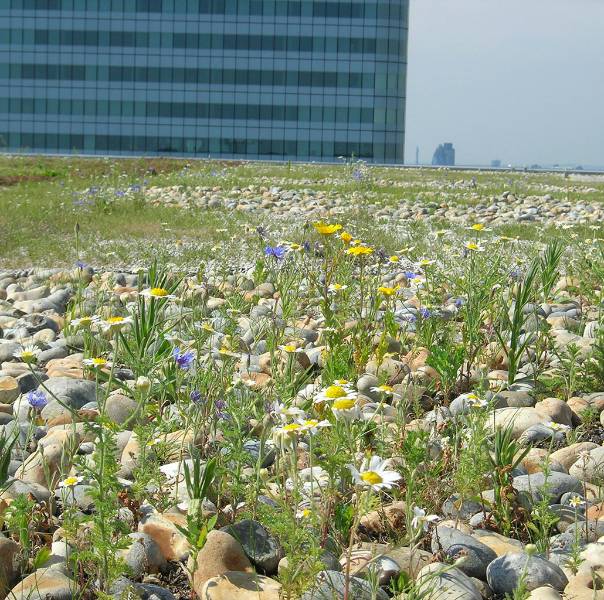 Green Roof Systems (Extensive) - IKO Elements Sustainable Roofing