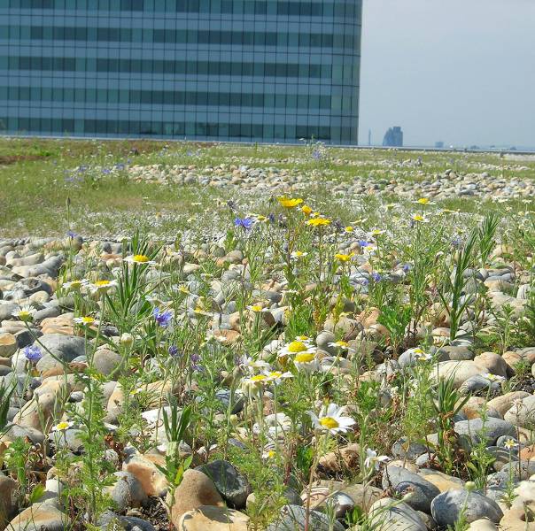 Green Roof Systems (Intensive) - IKO Elements Sustainable Roofing - Green Roof Systems - Intensive
