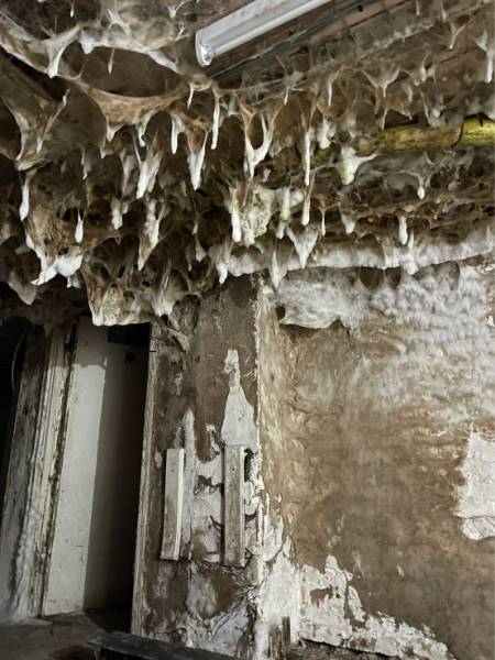 Woodworm infestation and fungal wood decay in buildings.