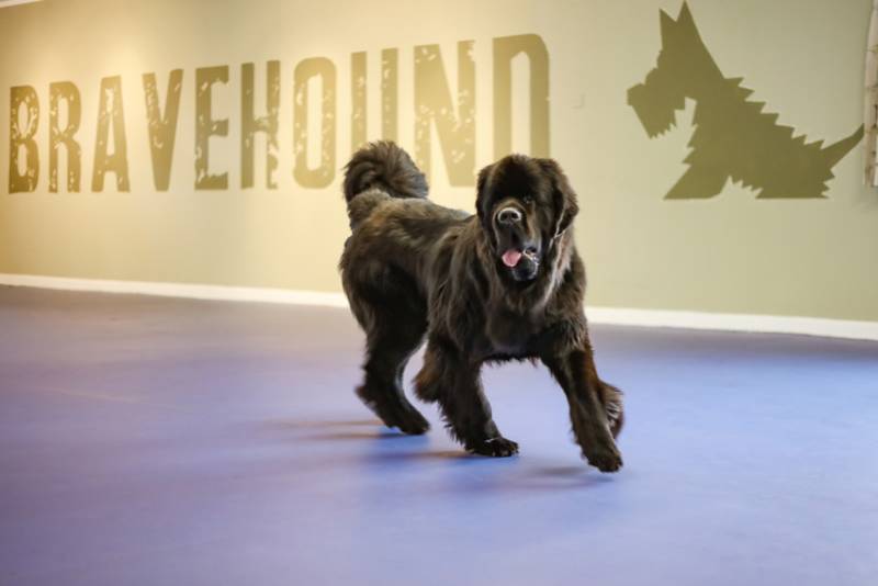 Bravehound Charity