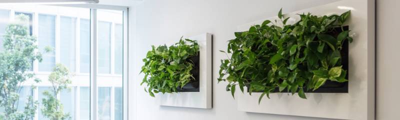 LivePicture living plants artistry brings fresh air and well-being to Bristol office