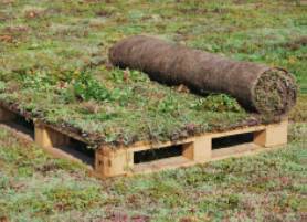 Proteus Pro-Living® Blanket - Sedum 