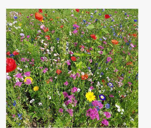 TS5 Low Fertility Topsoil – Wildflower Sowing