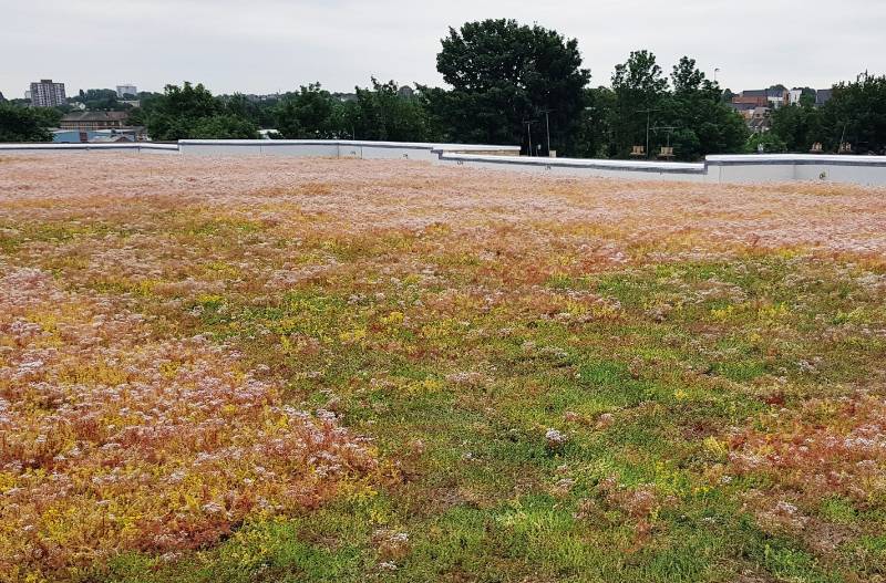 Pro-Living® Plug Plants - Sedum  -  