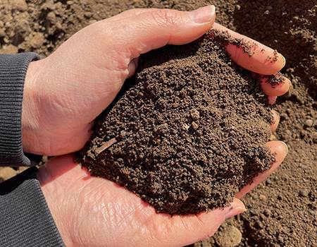 Topsoil Analysis Report: HortLoam, Wissington